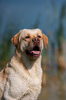 Labrador Retriever Portrait