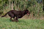 running Labrador Retriever