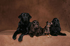 Labrador Retriever Cocker Spaniel and Russian Toy Terrier