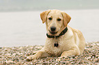 lying Labrador Retriever