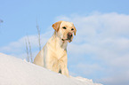 Labrador Retriever Portrait