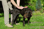 brushing a Labrador Retriever