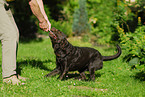 playing Labrador Retriever
