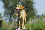 Labrador Retriever at agility