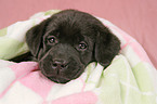 Labrador Retriever Puppy