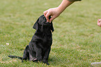 Labrador Retriever Puppy