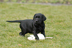 Labrador Retriever Puppy