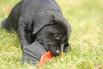 Labrador Retriever Puppy