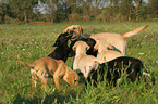 female Labrador Retriever with puppies