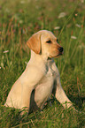 sitting Labrador Retriever Puppy