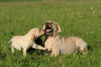 female Labrador Retriever with puppies