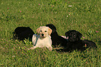 Labrador Retriever Puppies