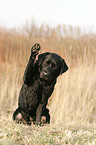 Labrador Retriever shows trick