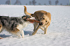 playing Labrador Retriever and mongrel