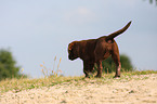 Labrador Retriever puppy