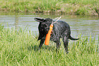 shaking Labrador Retriever