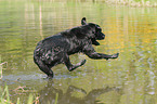 jumping Labrador Retriever