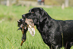 retrieving Labrador Retriever