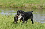 retrieving Labrador Retriever