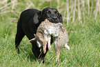 retrieving Labrador Retriever