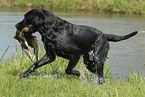 retrieving Labrador Retriever