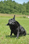 old, fat Labrador Retriever