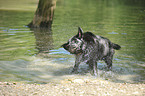 old, fat Labrador Retriever