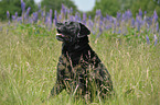 old, fat Labrador Retriever