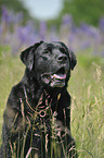 old, fat Labrador Retriever