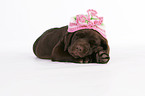 Labrador Retriever Puppy