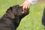 feeding a Labrador Retriever