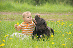 child and Labrador Retriever