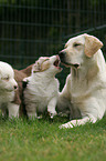 Labrador Retriever and Australian Shepherd