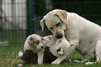 Labrador Retriever and Australian Shepherd