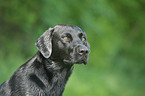 Labrador Retriever Portrait