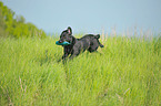 playing Labrador Retriever