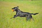 playing Labrador Retriever