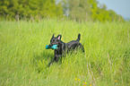 playing Labrador Retriever