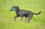 playing Labrador Retriever