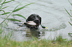 retrieving Labrador Retriever