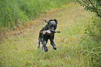 retrieving Labrador Retriever