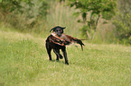 retrieving Labrador Retriever