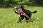 retrieving Labrador Retriever