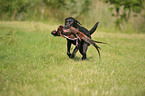 retrieving Labrador Retriever