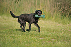 retrieving Labrador Retriever