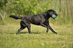 retrieving Labrador Retriever