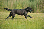 retrieving Labrador Retriever