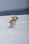 playing Labrador Retriever