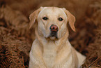 Labrador Retriever Portrait