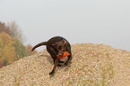 playing Labrador Retriever